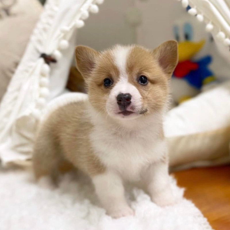 Corgi